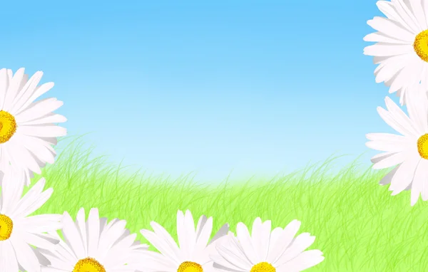 White madeliefjes gras en hemel achtergrond — Stockfoto