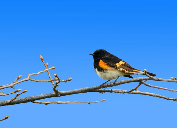 American redstar warbler songbird — Stock Photo, Image