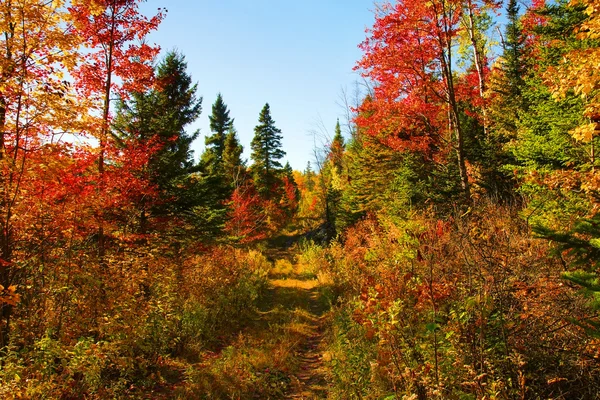 Belle journée d'automne dans les bois — Photo