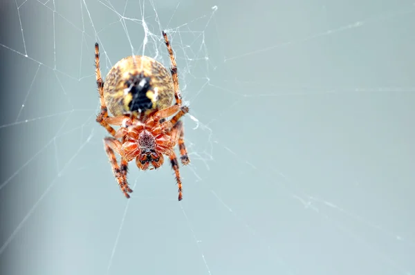 Underneath an orb weaver — Stock Photo, Image