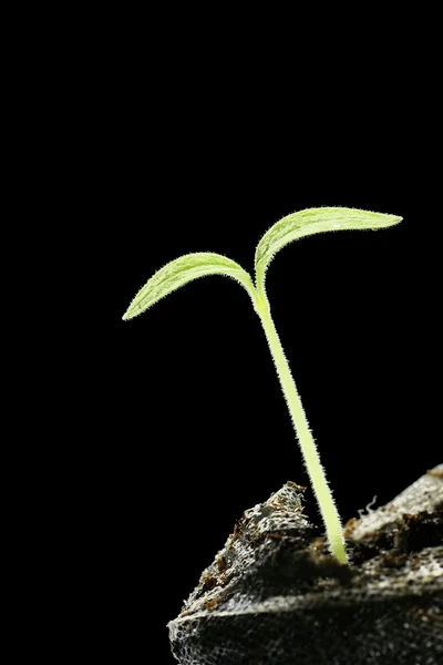 stock image Seedling on black