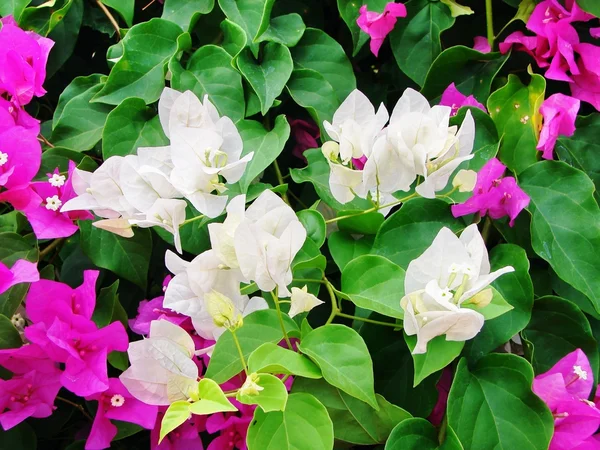 stock image White and pink bougainvilleas