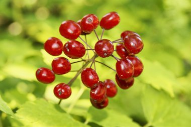 Poisonous red berries clipart