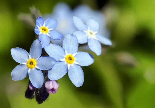Olvídame, no flor azul. —  Fotos de Stock