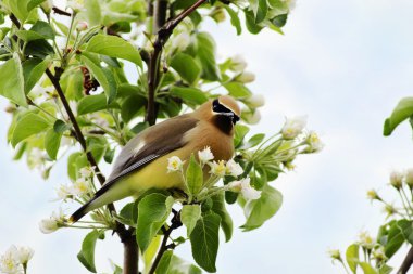 Cedar waxwing looking guilty clipart