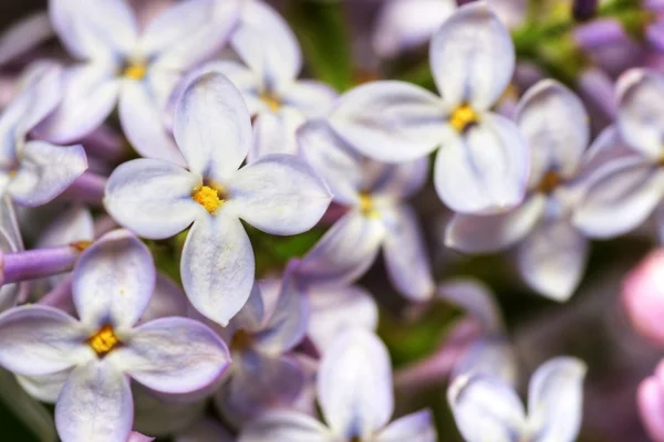Flores de lila hdr macro — Foto de Stock