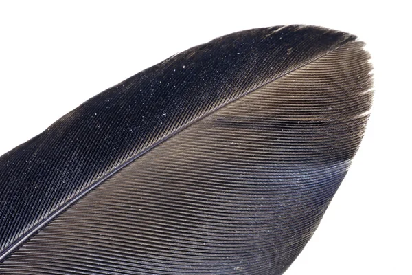 Crow's feather macro — Stock Photo, Image