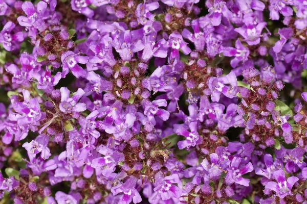 Flor de tomilho — Fotografia de Stock
