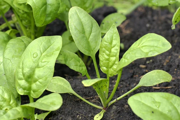 Baby spinach in the garden — Stock Photo, Image