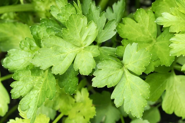 Growing parsley leaves — Stock Photo, Image