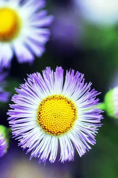 Drammatico semplice fiore selvatico — Foto Stock