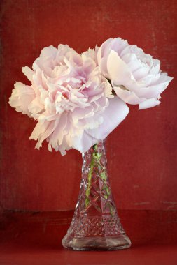 Dramatic peonies over red clipart