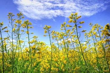 Golden canola and sky clipart