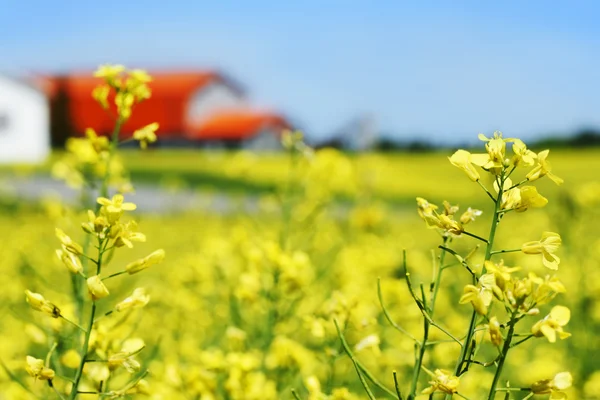 Canola veld en oranje dak farm — Stockfoto