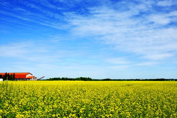 Hemel, boerderij en canola of koolzaad veld — Stockfoto