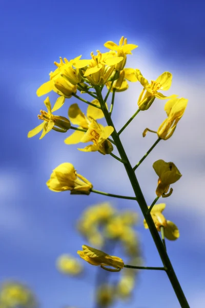 One yellow canola or rapeseed against sky — Stok fotoğraf