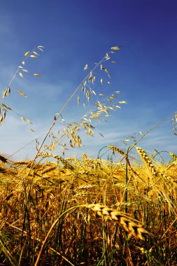 Barley and oat vertical hdr clipart