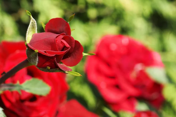 Red rose bud no jardim — Fotografia de Stock