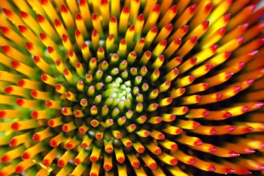 Echinacea or coneflower's heart clipart