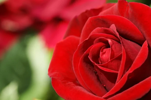 stock image Red rose background