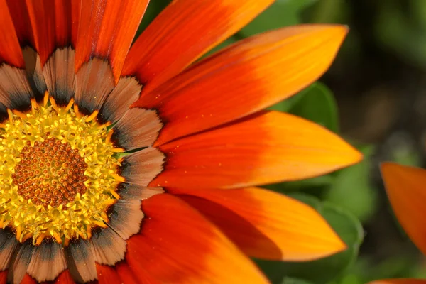 Flor do tesouro laranja — Fotografia de Stock