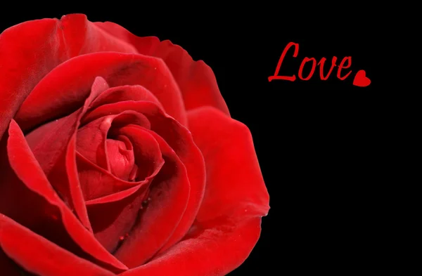 Rode rose en liefde op zwart — Stockfoto