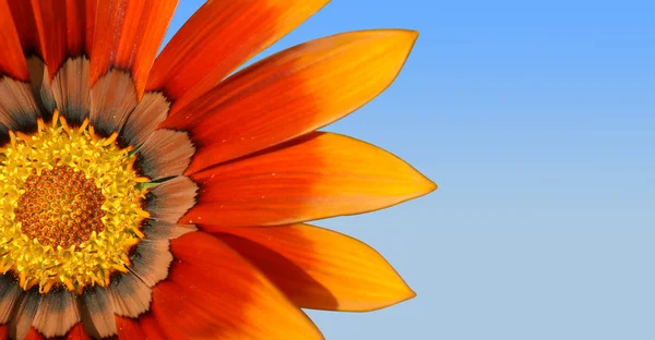 Flor do tesouro laranja — Fotografia de Stock