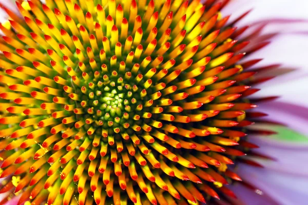 Beautiful Echinacea or coneflower's heart — Stock Photo, Image