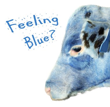 Feeling blue calf clipart