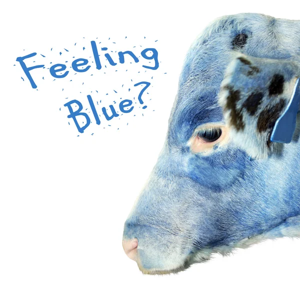 Голубой теленок — стоковое фото