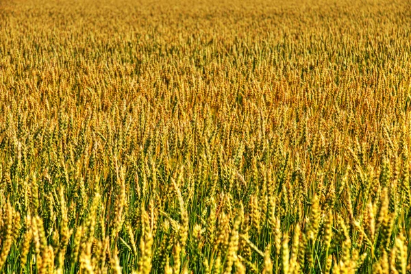 Uši pšenice full frame — Stock fotografie