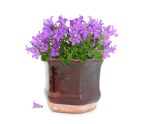 Фиолетовые цветы в горшке — стоковое фото
