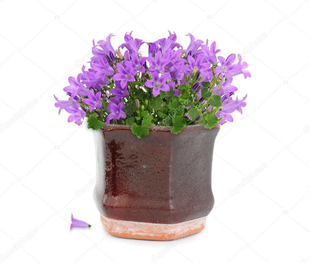 Purple flowers in pot