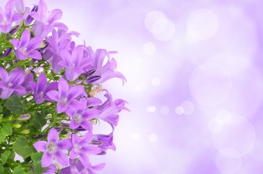 Purple flower background clipart