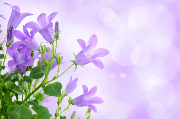 Fioletowy kwiat tło — Zdjęcie stockowe