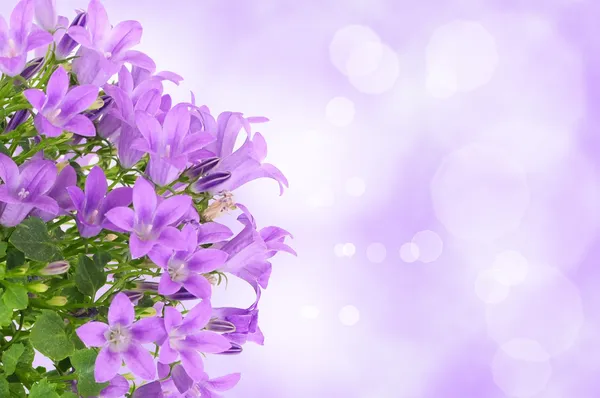 Purple flower background — Stock Photo, Image