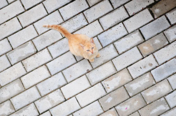 stock image Curious cat looking up