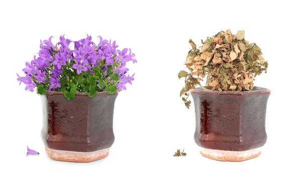 Alive and dead purple flowers in pot — Stock Photo, Image