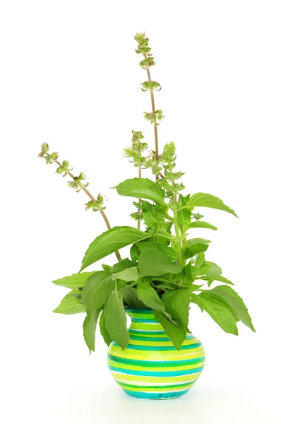 Verse basilicum in groene pot — Stockfoto