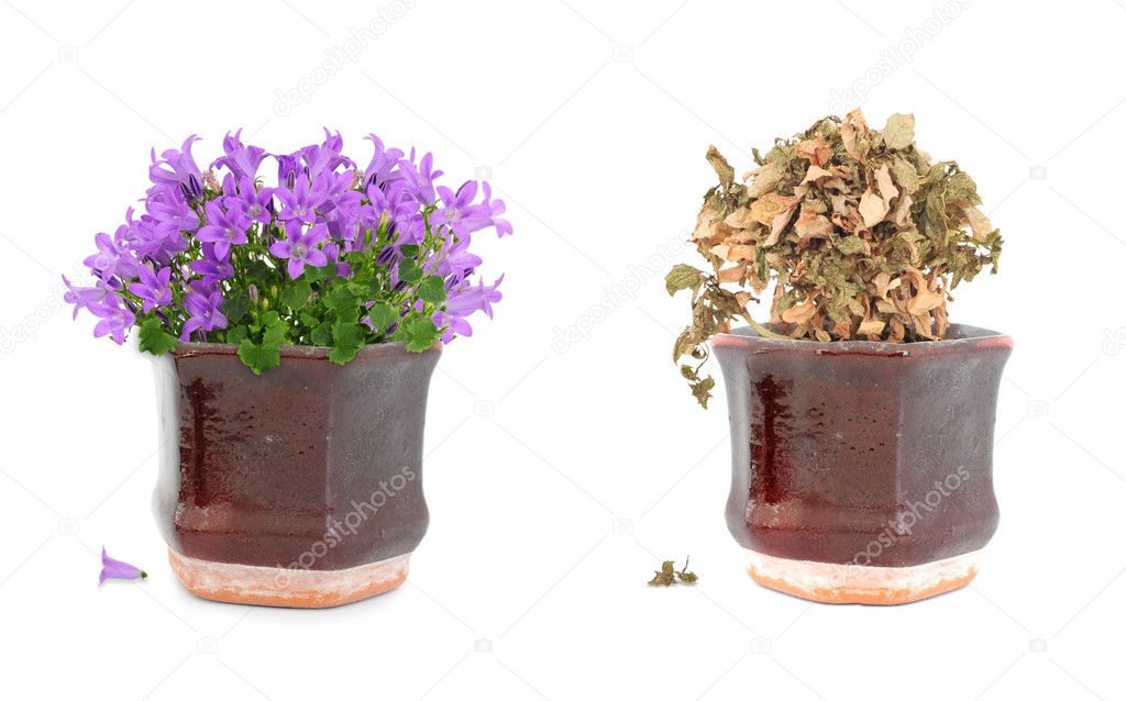 Alive and dead purple flowers in pot