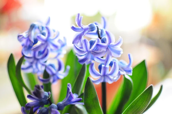 Close-up van bloei blauwe hyacint — Stockfoto
