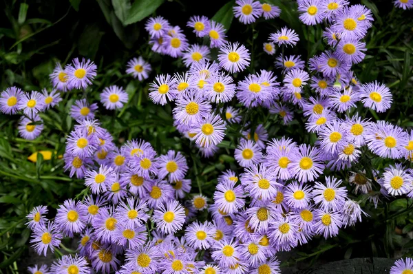 Many beautiful puple daisies in garden — Stock Photo, Image