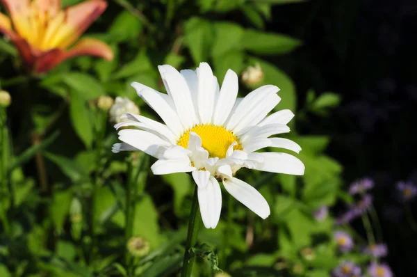 Närbild av enda daisy i trädgården — Stockfoto