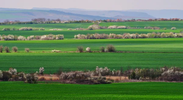 stock image Green fields