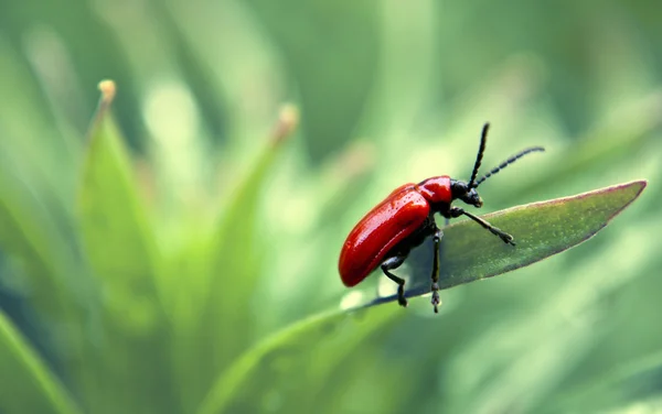 Um insecto — Fotografia de Stock