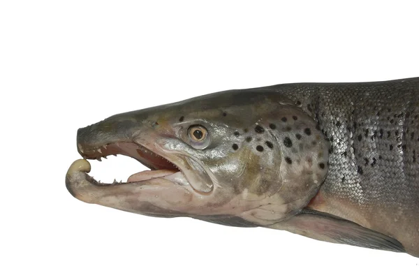 Голова большого лосося — стоковое фото