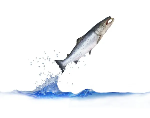 Salto para fora do salmão de água — Fotografia de Stock