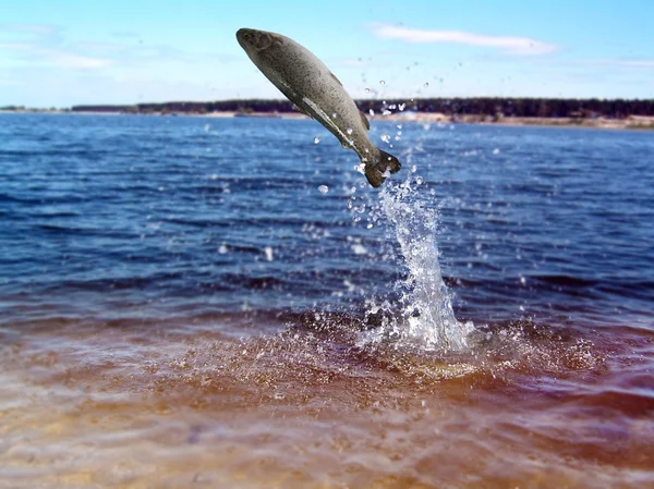 Springen van water forel — Stockfoto