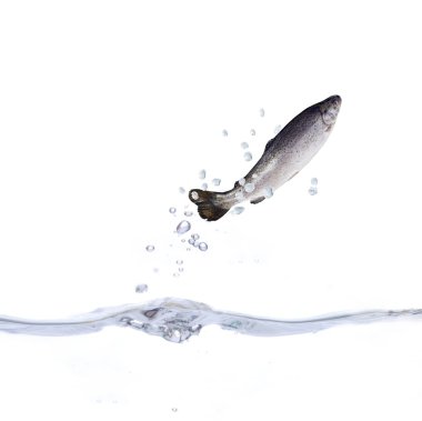 Trout and water clipart