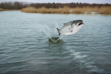 dışarı su salmo atlama